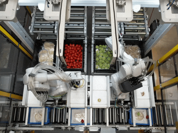 GIF of robots picking fruit off conveyor belt
